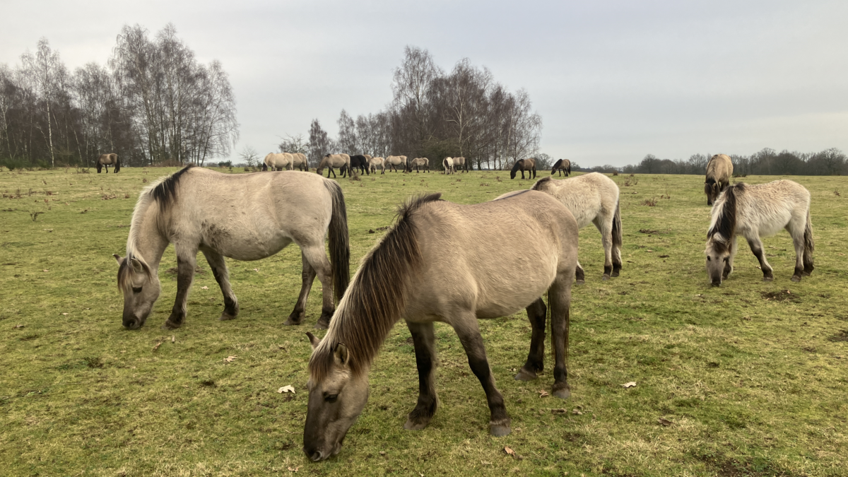 paard, Arie van de Graaf