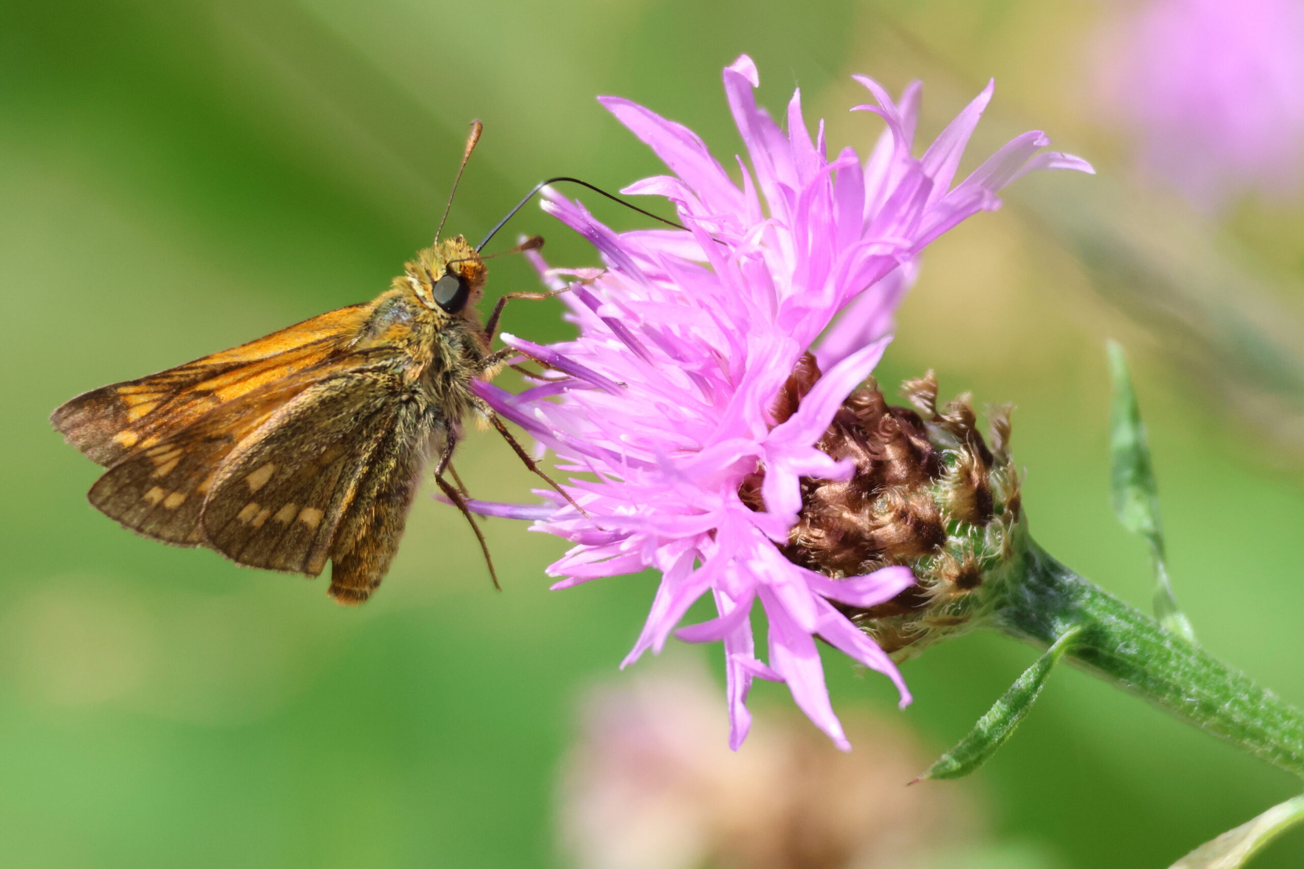 groot dikkopje doet zich tegoed aan koekoeksbloem